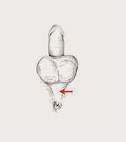 músculos de potencia y su tensión para aumentar la potencia